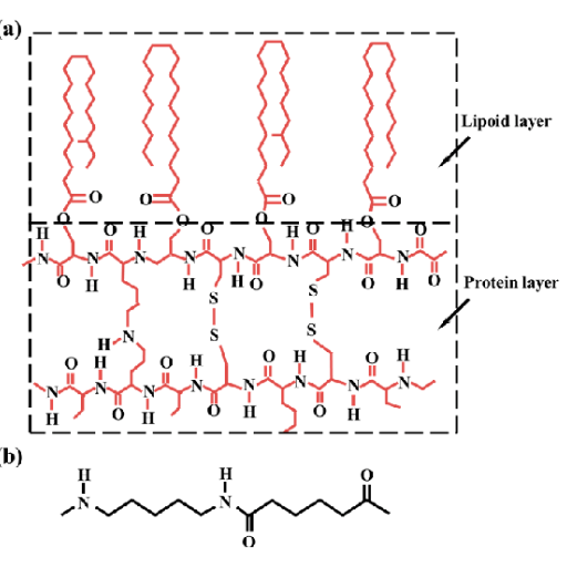 Wool fiber structural formula; (b) PA56 structural formula. Figure 1. (a) Wool fiber structural formula; (b) PA56 structural formula.